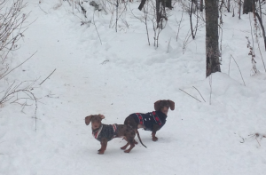 wiener dogs in snow winter